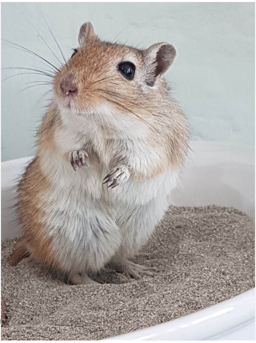 A pet Mongolian gerbil
